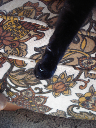 Illustration for article titled my cat is trying to make me feel like an asshole so I took pics of him being one.